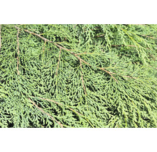 Närbild av tujagrenar