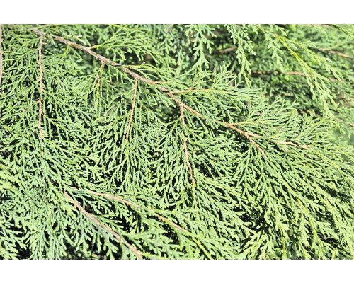 Närbild av tujagrenar