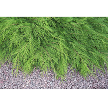 Krypande en över grus