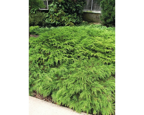 Krypande enbär som marktäckare i trädgården