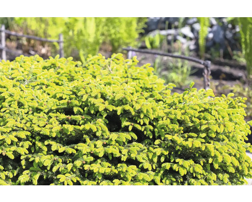 Närbild av en kuddgran i trädgården.