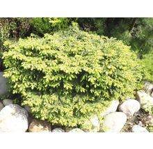 Gul dvärggran i trädgården