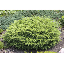 Kuddförmig dvärggran i trädgårdsrabatt