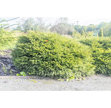 Klotformat buske i trädgården