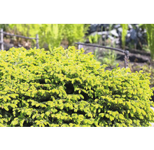 Närbild av en kuddgran i trädgården.