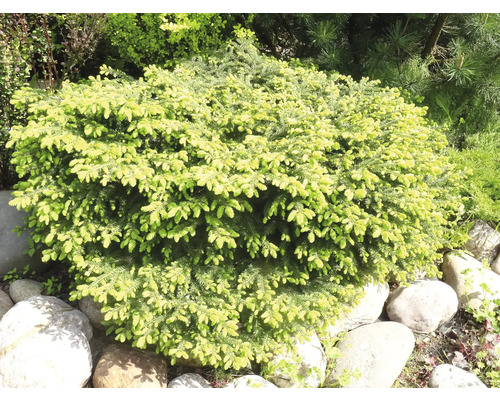 Gul dvärggran i trädgården