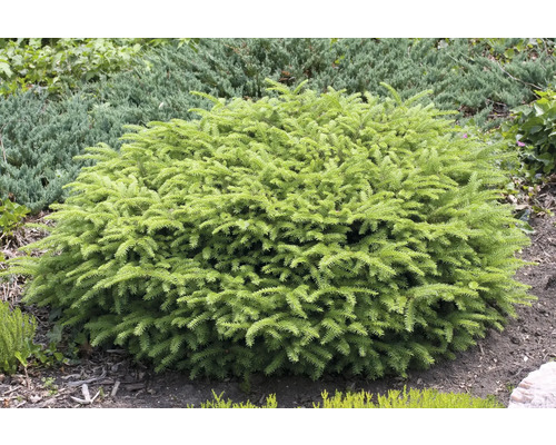 Kuddförmig dvärggran i trädgårdsrabatt