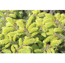 Närbild av grangrenar