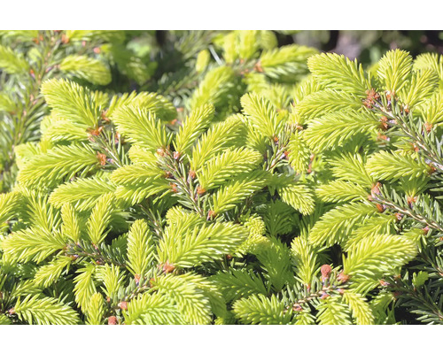 Närbild av grangrenar