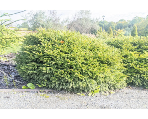 Klotformat buske i trädgården