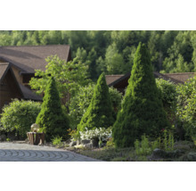 Trädgårdslandskap med konformade träd, buskar och blommor