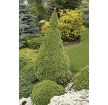 Konformad prydnadsväxt i trädgården