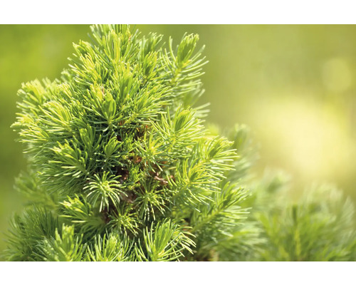 Närbild av barrträdsgrenar