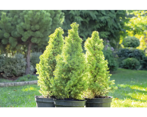 Tre konformade dvärggranar i krukor i trädgården.