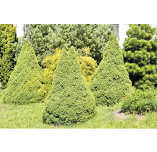 Flera konformade cypresser i en rabatt.