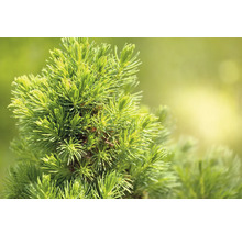 Närbild av barrträdsgrenar