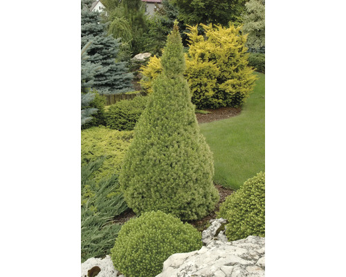 Konformad prydnadsväxt i trädgården