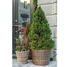 Dekorativa granar i flätade korgar med ljusslingor