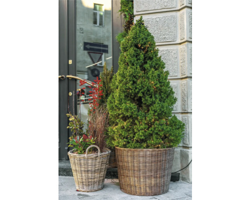 Dekorativa granar i flätade korgar med ljusslingor