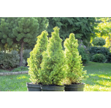 Tre konformade dvärggranar i krukor i trädgården.