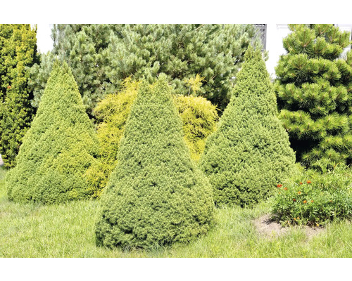 Flera konformade cypresser i en rabatt.