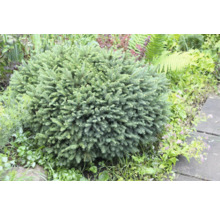 Kuddförmig dvärggran i trädgårdsrabatten