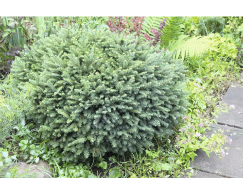 Kuddförmig dvärggran i trädgårdsrabatten