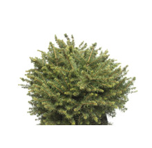 Detalj av kuddformad dvärggran