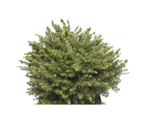 Detalj av kuddformad dvärggran