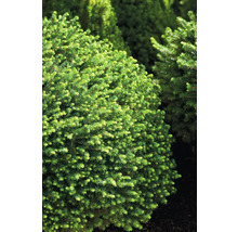 Klotformig dvärggran i trädgården