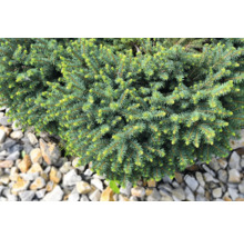 Tät dvärggran i trädgårdsrabatt med stenar