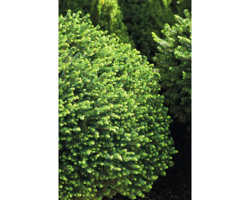 Klotformig dvärggran i trädgården