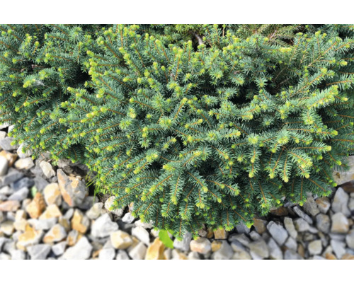 Tät dvärggran i trädgårdsrabatt med stenar