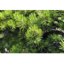 Närbild av tallbarr