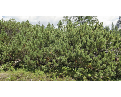 Närbild av en bergtall i trädgården.