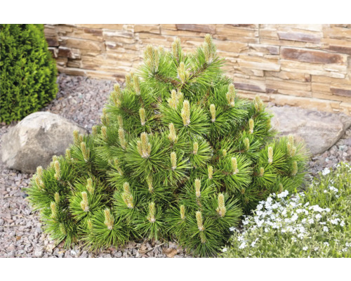 Tall som prydnadsväxt i trädgården