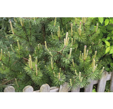 Närbild av en bergstall i trädgården.