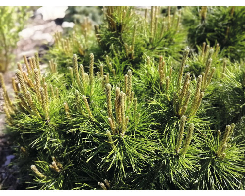 Närbild av en dvärgfura i trädgården.