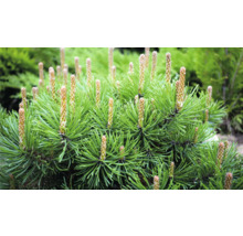 Närbild av en dvärgfura med gröna barr och bruna knoppar.