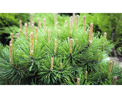 Närbild av en dvärgfura med gröna barr och bruna knoppar.