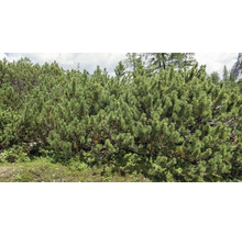 Närbild av en bergtall i trädgården.