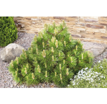 Tall som prydnadsväxt i trädgården