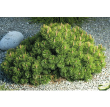 Tall som dvärg buske i trädgårdsrabatten