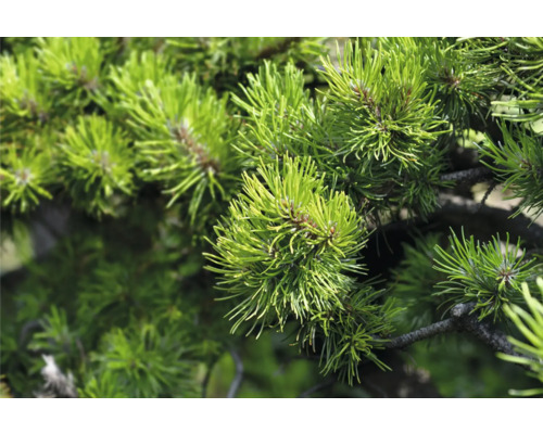 Närbild av tallbarr