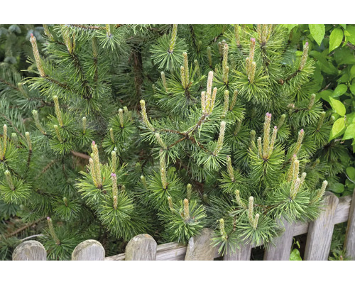 Närbild av en bergstall i trädgården.