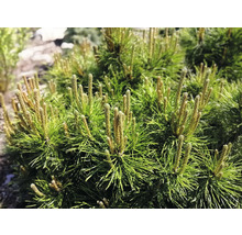 Närbild av en dvärgfura i trädgården.