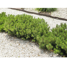 Rad av dvärgfyrar i trädgård med stenar