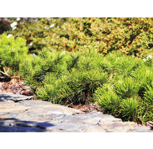 Närbild av dvärgfuru i trädgården