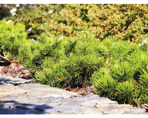 Närbild av dvärgfuru i trädgården