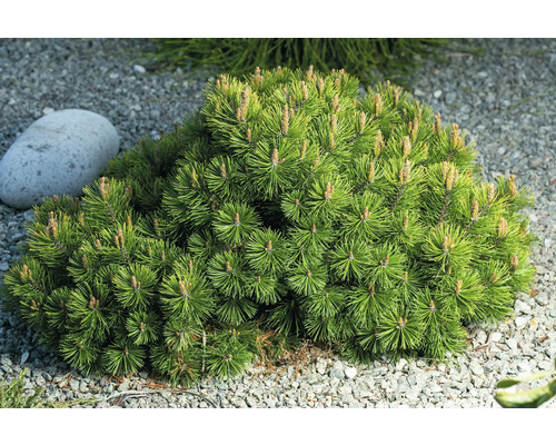 Tall som dvärg buske i trädgårdsrabatten